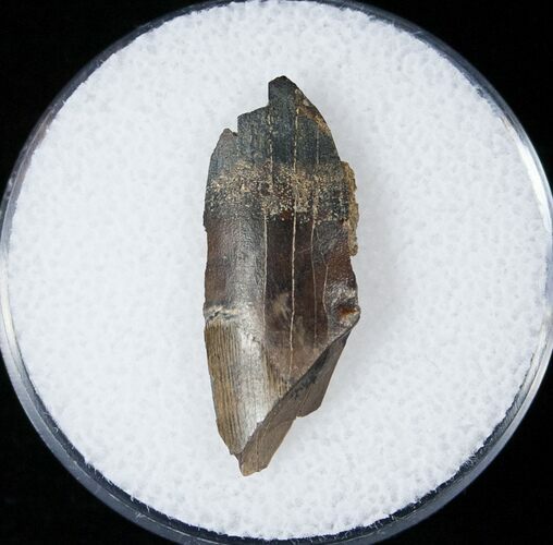 Tyrannosaurid Tooth Fragment - Montana #15205